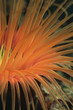 Orange tube anemone, close-up