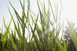 Close-up of grass in field on sunny day