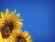 Sunflower Background Sunflower Background
