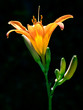 Orange lily on black background.