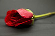 amor 73