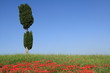 Zypresse, Mohnfeld, Val d Orcia, Toskana, Italien