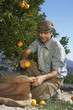 Farmer picking oranges