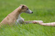 Hund und Mensch
