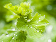 Fresh Green Leaves