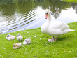 Swan Family