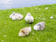Baby Swan
