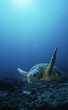 Foto: Loggerhead turtle caretta caretta, drifting Loggerhead turtle caretta caretta, drifting