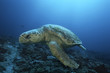Foto: Loggerhead turtle caretta caretta, drifting Loggerhead turtle caretta caretta, drifting