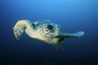 Foto: Loggerhead turtle caretta caretta, drifting Loggerhead turtle caretta caretta, drifting