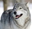 Gray Wolf