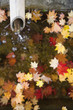 Water running from bamboo pipe with autumn leaves on water surface