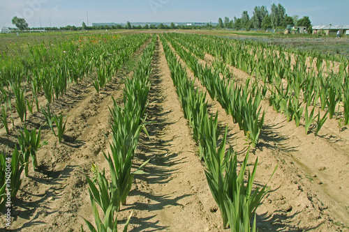 agriculture