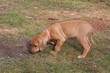 jeune rhodesian ridgeback flairant seul l'herbe du jardin