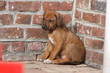 chiot rhodesian ridgeback assis dans un coin du mur