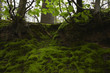 Moss in Forest
