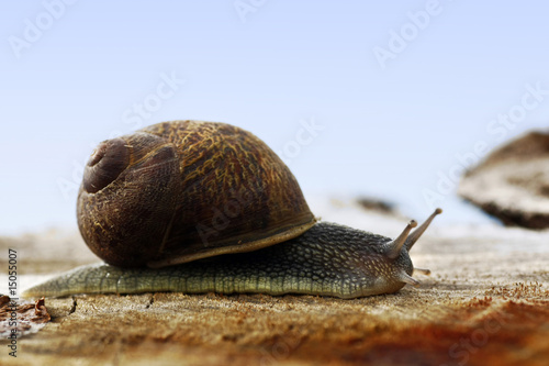 Snail of the wild Snail of the wild