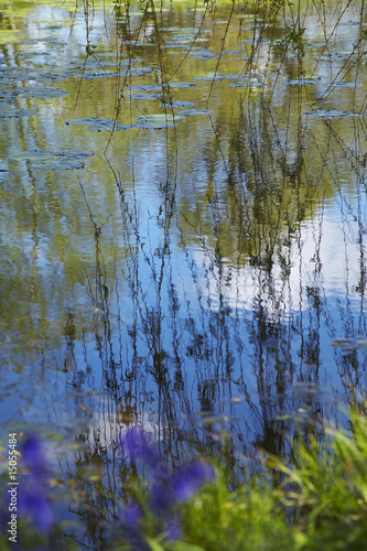 Photo: Willow Branches Over Lily Pad Covered Pond Willow Branches Over Lily Pad Covered Pond