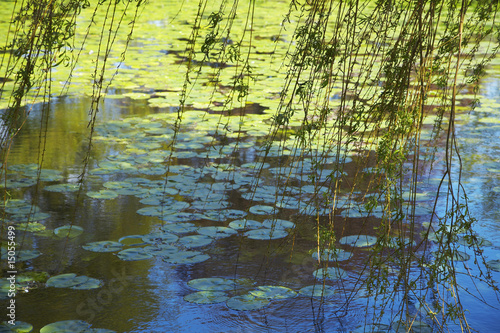 Photo: Willow Branches Over Lily Pad Covered Pond Willow Branches Over Lily Pad Covered Pond