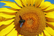 gros plan sur tournesol et insecte volant gros plan sur tournesol et insecte volant