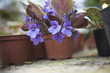 Potted Plant in Flower