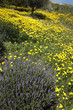 lavender plant in field of wild yellow daisies