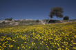 olive tree in a field of wild daisies