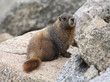Marmot on rock in the mountains Marmot on rock in the mountains