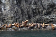Endangeroud Stellar Sea Lions