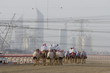 Photo: dubai uae camels and jockeys training at nad al sheba camel racetrack at sunset dubai uae camels and jockeys training at nad al sheba camel racetrack at sunset