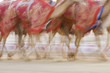 Photo: dubai uae blurred motion of camels running during training at nad al sheba camel racetrack dubai uae blurred motion of camels running during training at nad al sheba camel racetrack