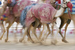 Photo: dubai uae blurred motion of camels running during training at nad al sheba camel racetrack dubai uae blurred motion of camels running during training at nad al sheba camel racetrack