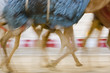 Photo: dubai uae blurred motion of camels running during training at nad al sheba camel racetrack dubai uae blurred motion of camels running during training at nad al sheba camel racetrack