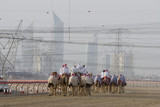 Photo: dubai uae camels and jockeys training at nad al sheba camel racetrack at sunset dubai uae camels and jockeys training at nad al sheba camel racetrack at sunset