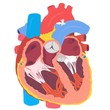 Human Heart