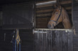 Horse in stable