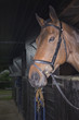 Horse in stable