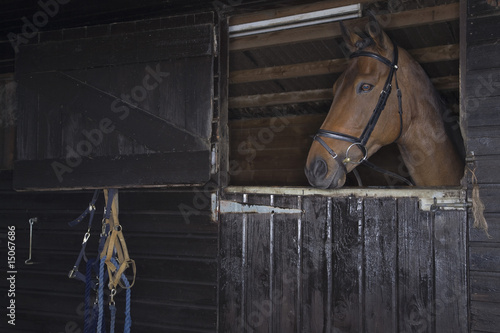 Photo: Horse in stable Horse in stable