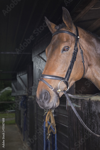 Photo: Horse in stable Horse in stable