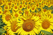 champ de tournesol champ de tournesol