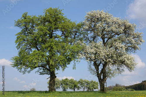 Photo: Bäume im Frühling Bäume im Frühling