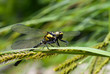 Dragonfly 30