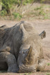 Head of relaxed rhino, wildlife
