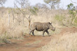 Walking rhino