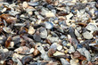Some shells on the beach Some shells on the beach