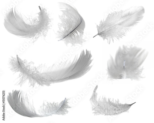 Photo : seven white feathers seven white feathers