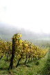 Wellenstein, vignoble automne; Luxembourg_Moselle Wellenstein, vignoble automne; Luxembourg_Moselle