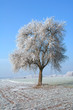 Frost; paysage; fort; Wald; Tuntange