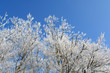 fort; Hiver; Wald; Winter; Tuntange