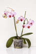 Pianta orchidea bianca Pianta orchidea bianca